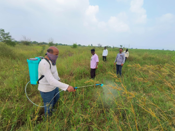 Miyawaki Plantation Illustration