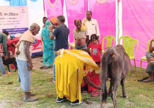 Health Checkup & Vaccination Camp for Cattles in Gaya, Bihar